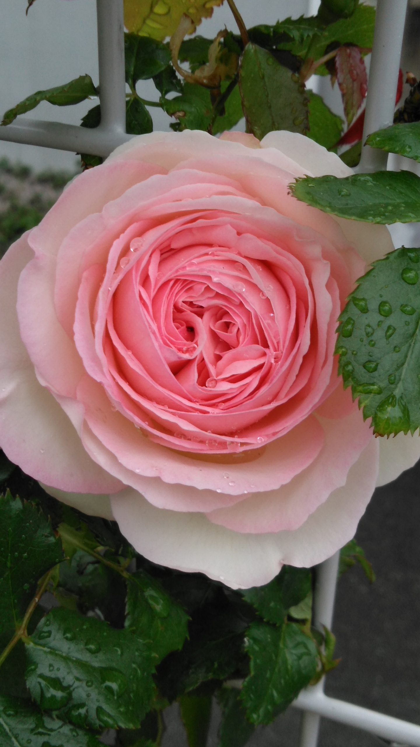 裏庭に咲いた可憐なピンクのバラ